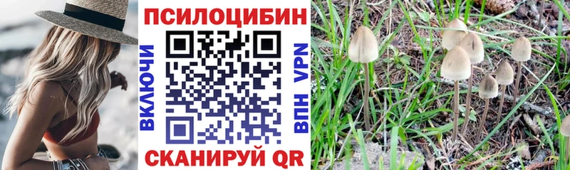 Галлюциногенные грибы Psilocybe  omg ссылки  Карасук 